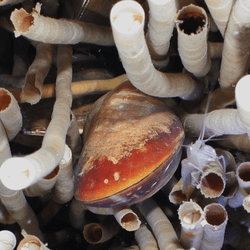 lots of worms and a mussel on the seabed