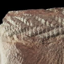 A 3D charnia fossil showing the feather-like structure but with deep grooves. 