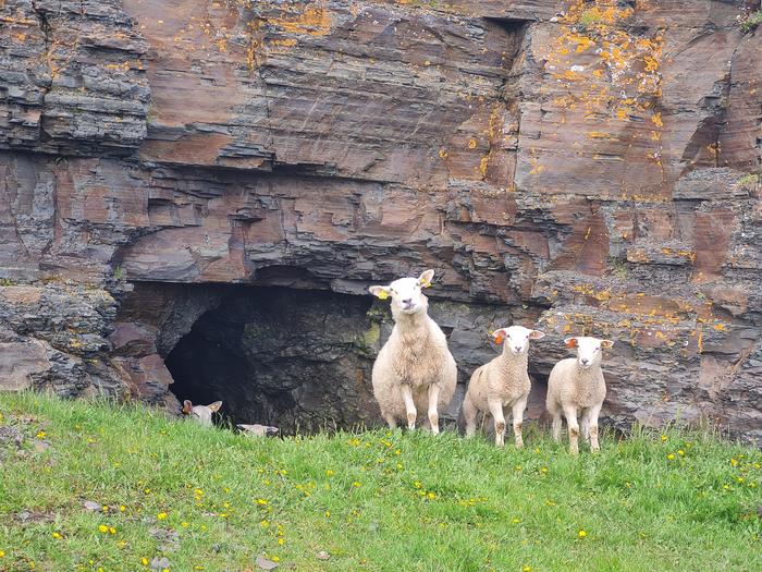A picture of a rocky cliff in the background, with three sheep standing looking at the camera in the foreground. A picture of a rocky cliff in the background, with three sheep standing looking at the camera in the foreground.