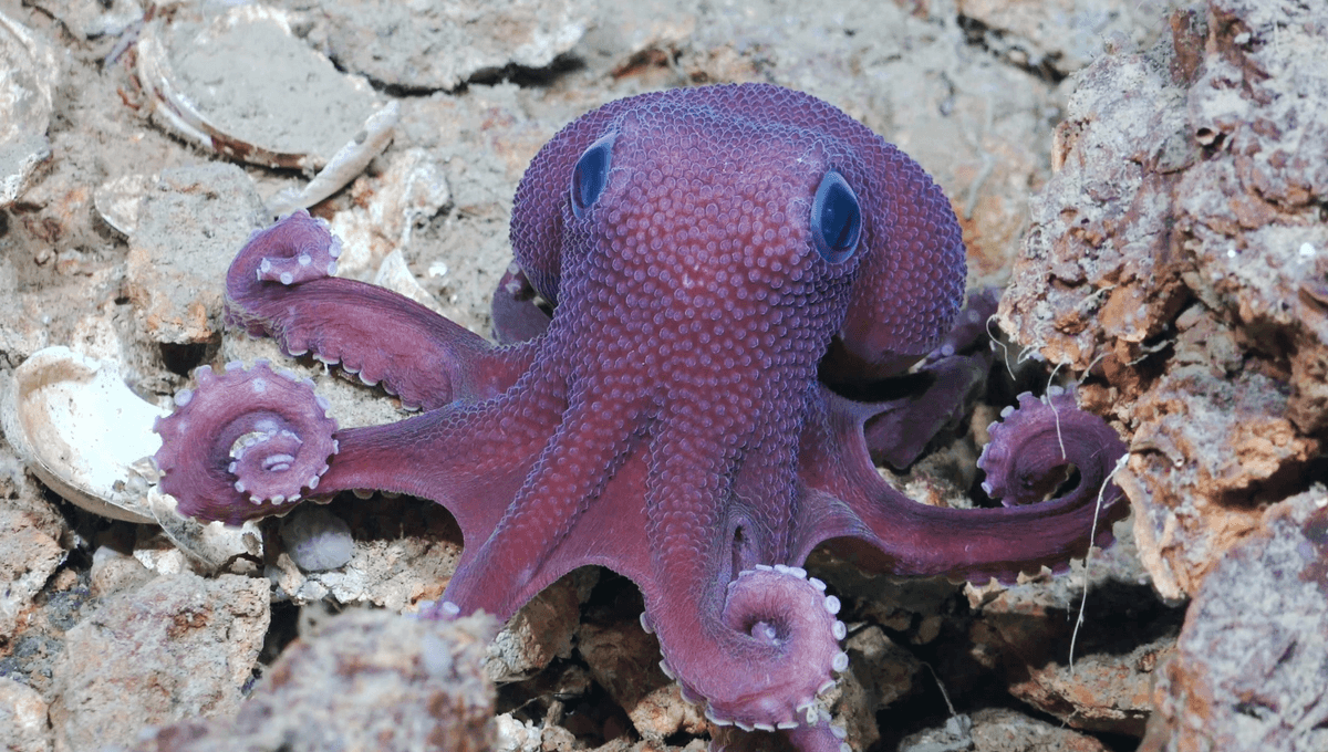 Beautifully Bewildered Octopus Among 20 Suspected New Species Found In The Deep Sea Caribbean