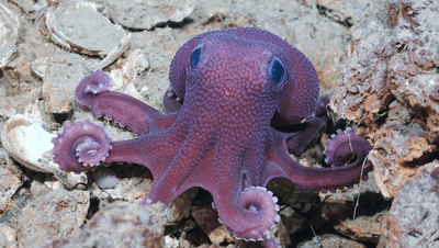A Graneledone octopus, a suspected new species