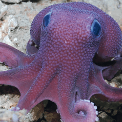 A Graneledone octopus, a suspected new species