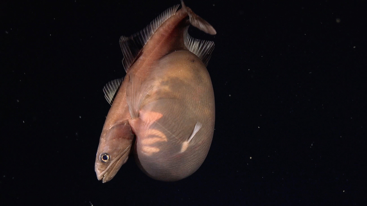 A black swallower fish on the deep sea, black water A black swallower fish on the deep sea, black water
