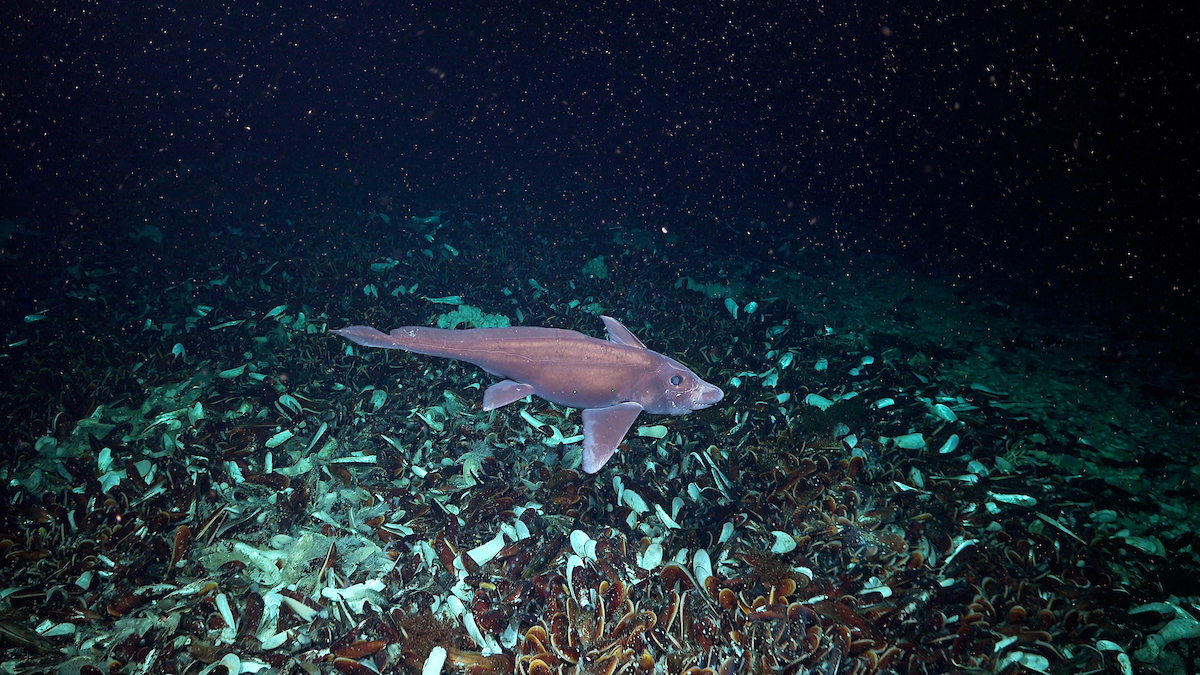 A chimaera, or ghost shark, swims near a cold seep at a depth of 2,355 meters. A chimaera, or ghost shark, swims near a cold seep at a depth of 2,355 meters.
