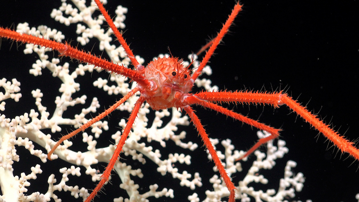 A cold-water coral recorded at a depth of 1,055 meters (3,461 feet) provides habitat for marine life on the seafloor. A cold-water coral recorded at a depth of 1,055 meters (3,461 feet) provides habitat for marine life on the seafloor.