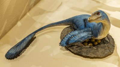 A troodontid nesting scene reconstruction at Shanghai Natural History Museum’s China Dinosaur World, depicting brooding behavior and reproductive ecology