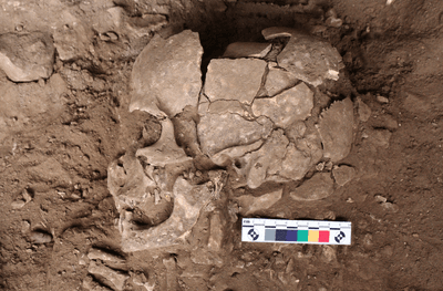 Skull of prehistoric betel nut sucker