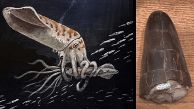 an illustration of the big chunky belemnite next to its fossil