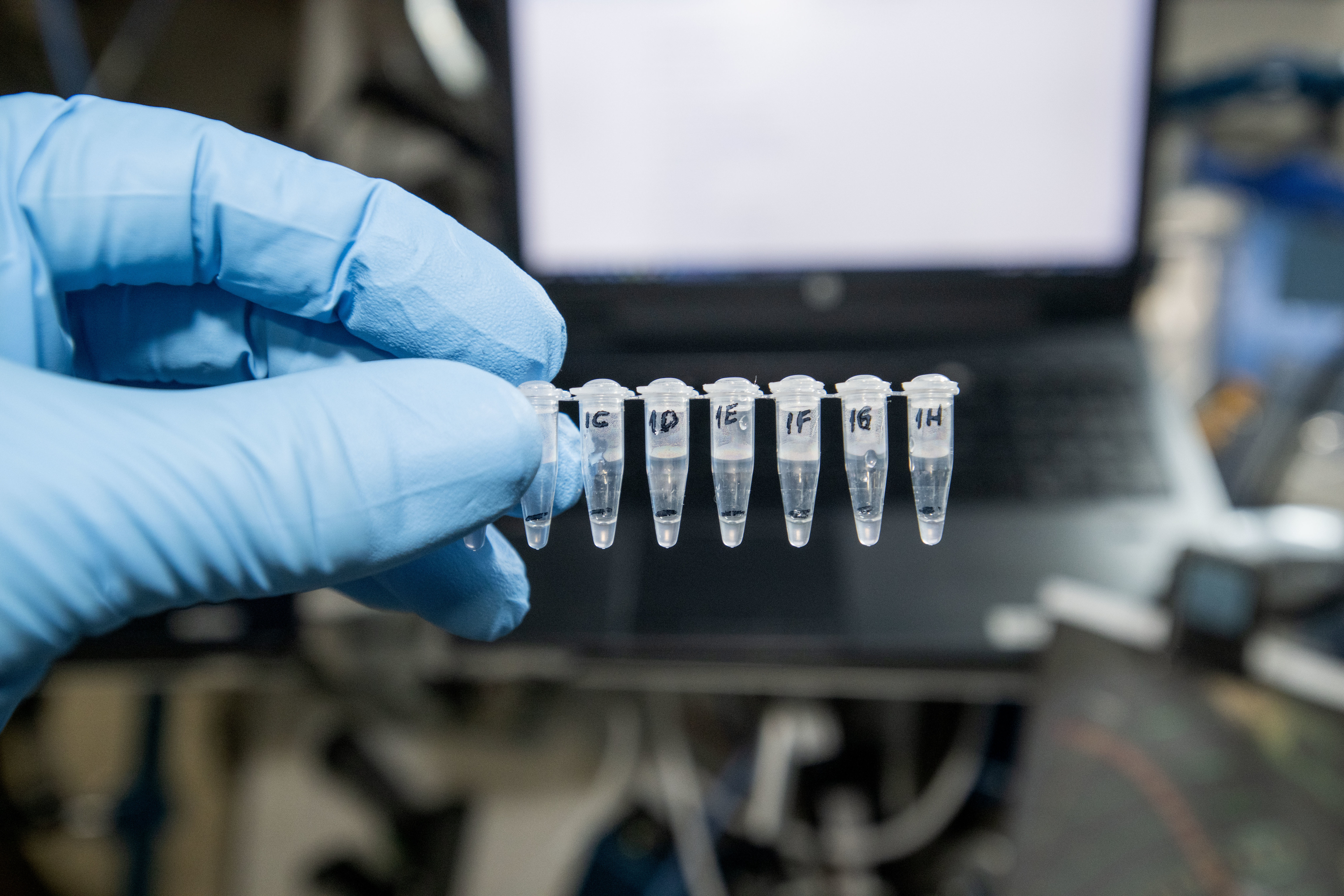 A gloved hand holding a series of tubes containing liquid.