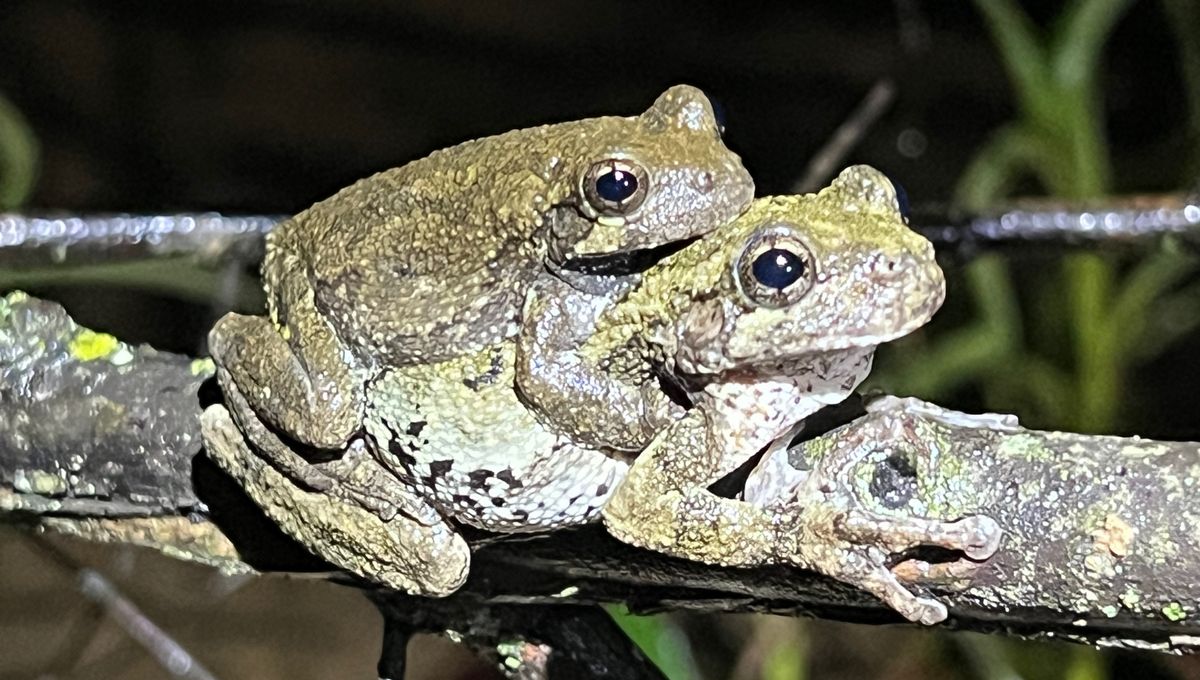Female Tree Frogs Experience 