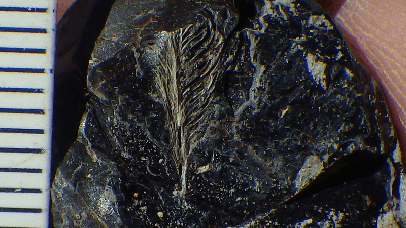 David DeMar, Jr. holding the exposed fossil feather in the coprolite fragment on the day of its discovery in 2016.