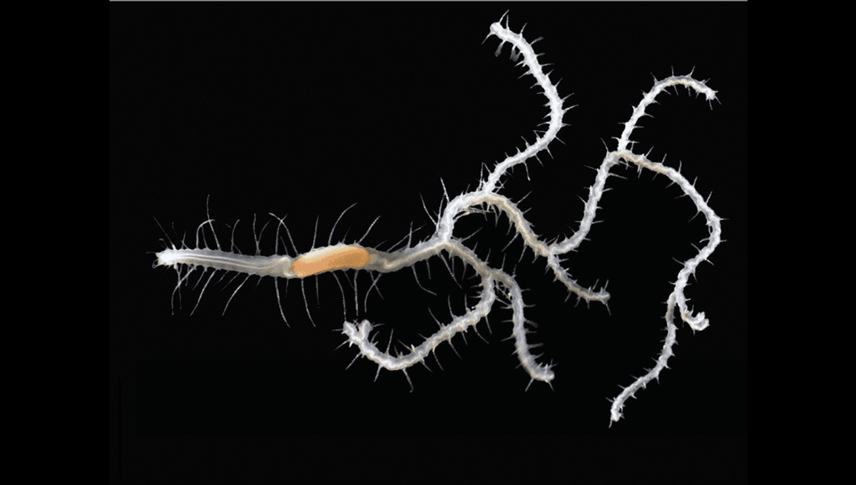 Group Of Worms That Have One Head But Many Butts Has Just Gained 10 New Species