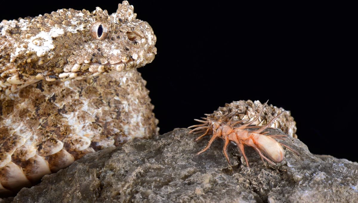 We Now Know What Is Going On Inside The “Spider” Lure At The Tip Of The Spider-Tailed Horned Viper’s Tail