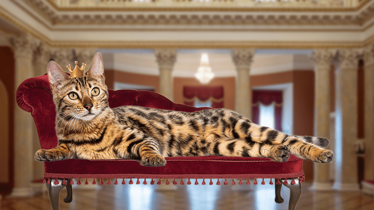 We All Know That Cats Are Way More Impressive Than Servile Dogs – Biologically And Culturally – Even If You Won't Admit It