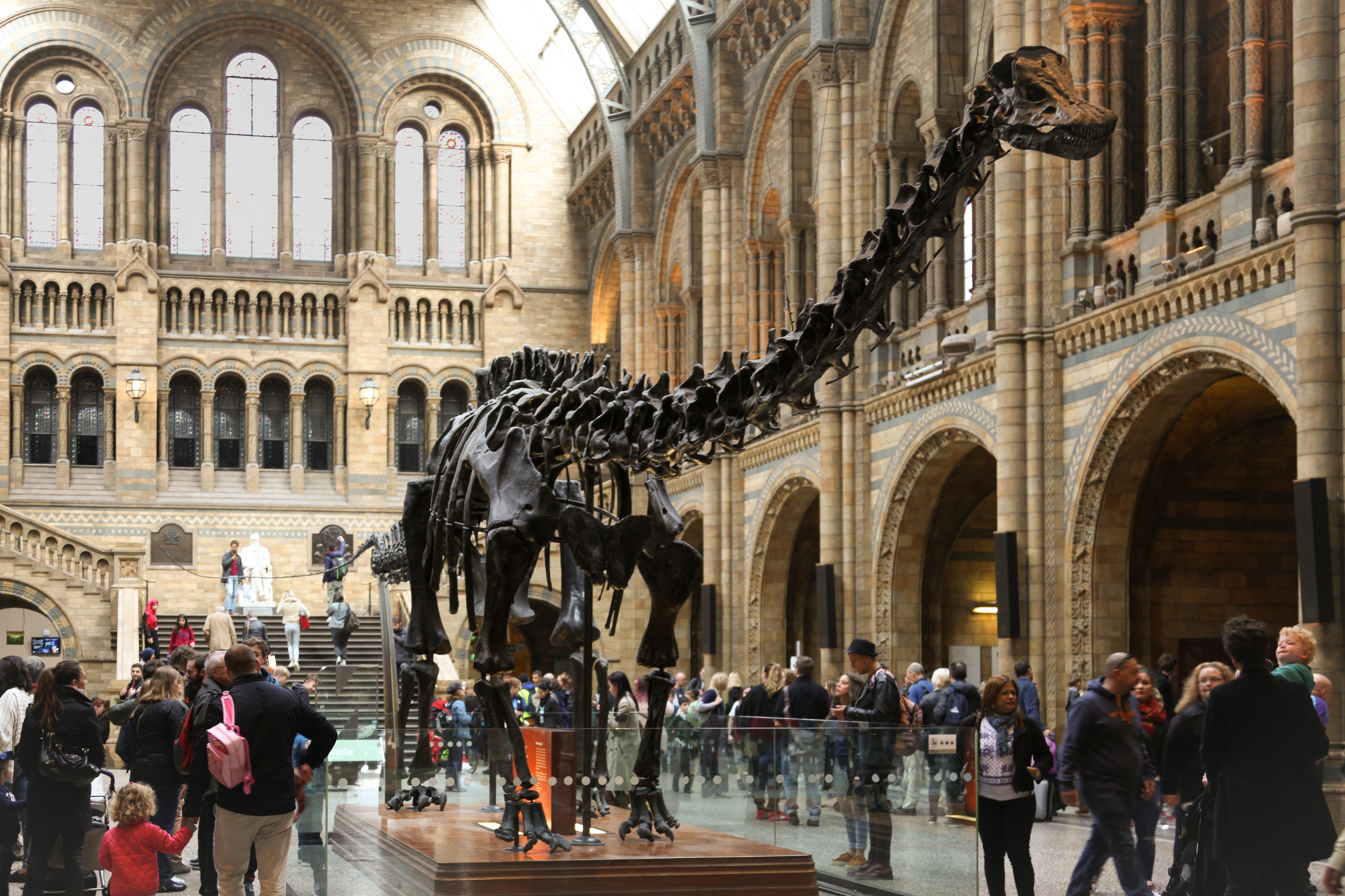A picture of Dippy in the NHM main hall. A picture of Dippy in the NHM main hall.