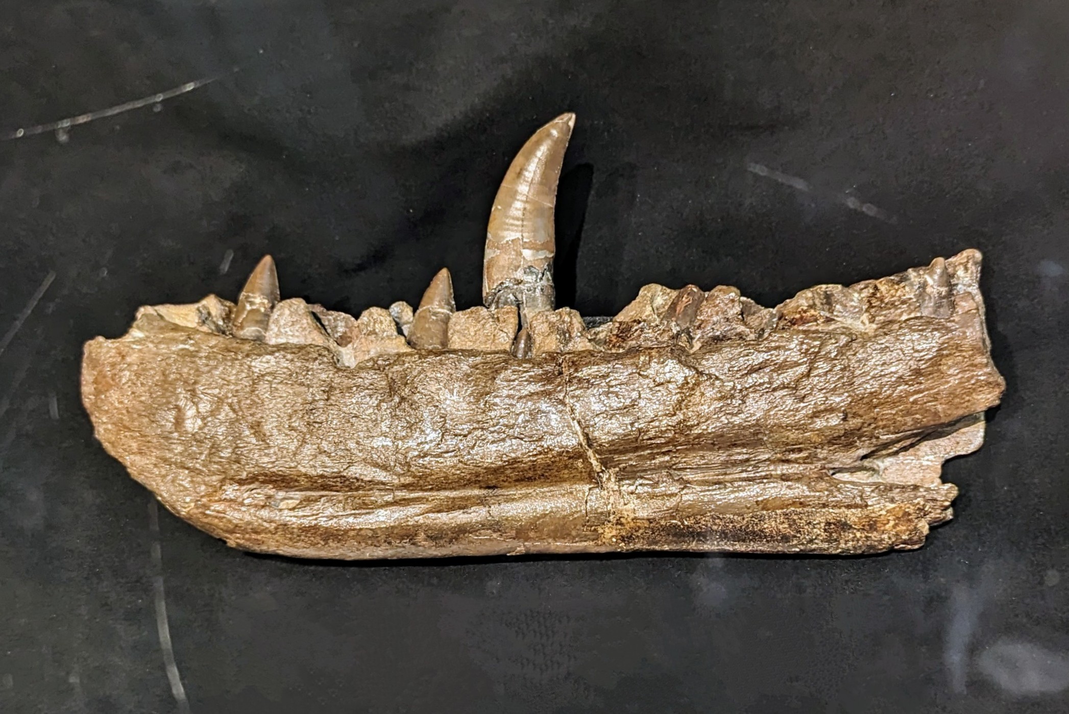A picture of a Megalosaurus jaw bone with a tooth sticking out of it. A picture of a Megalosaurus jaw bone with a tooth sticking out of it.