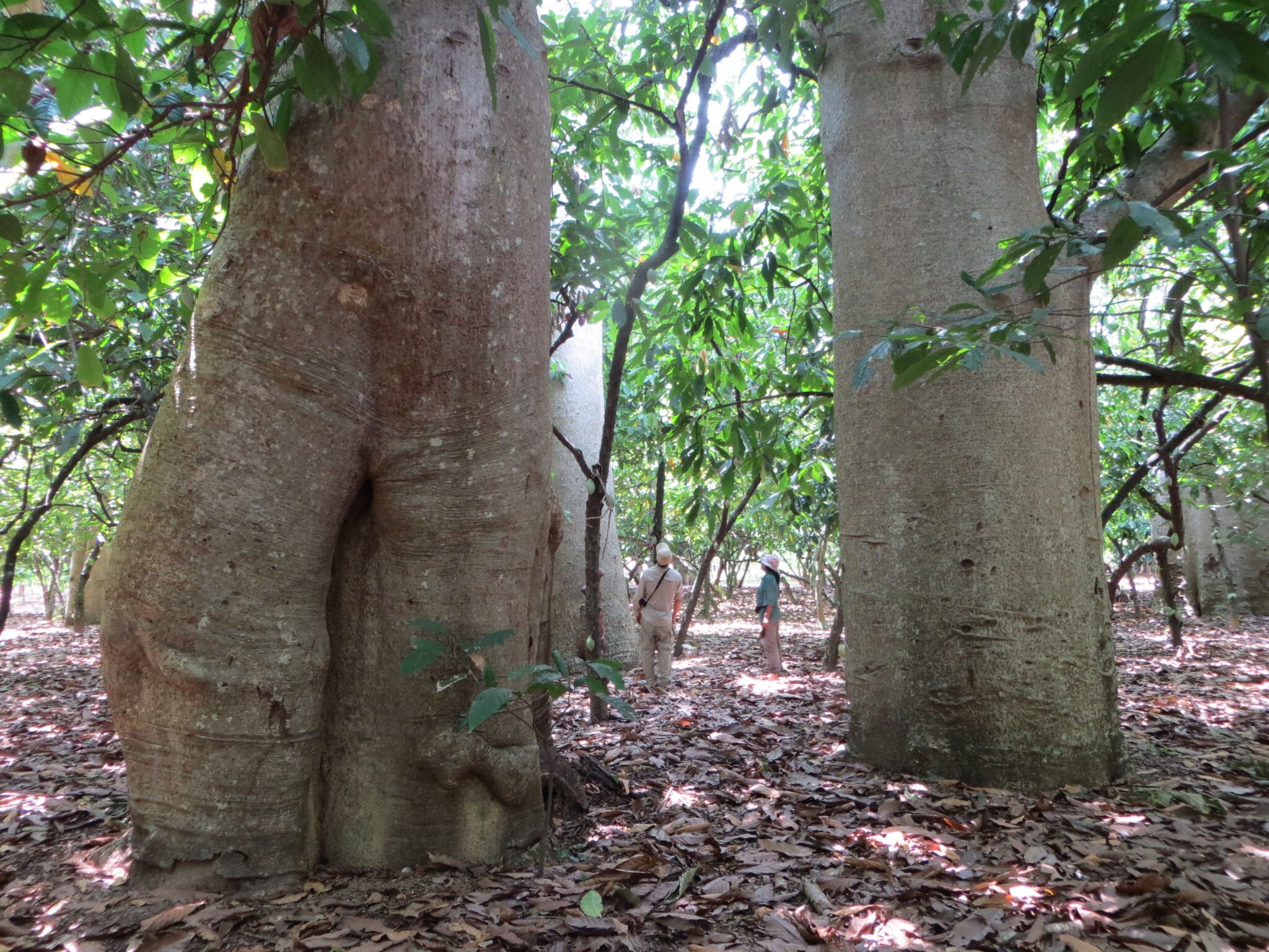 Researchers walk through a grove of large baobab trees in Madagascar. Researchers walk through a grove of large baobab trees in Madagascar.