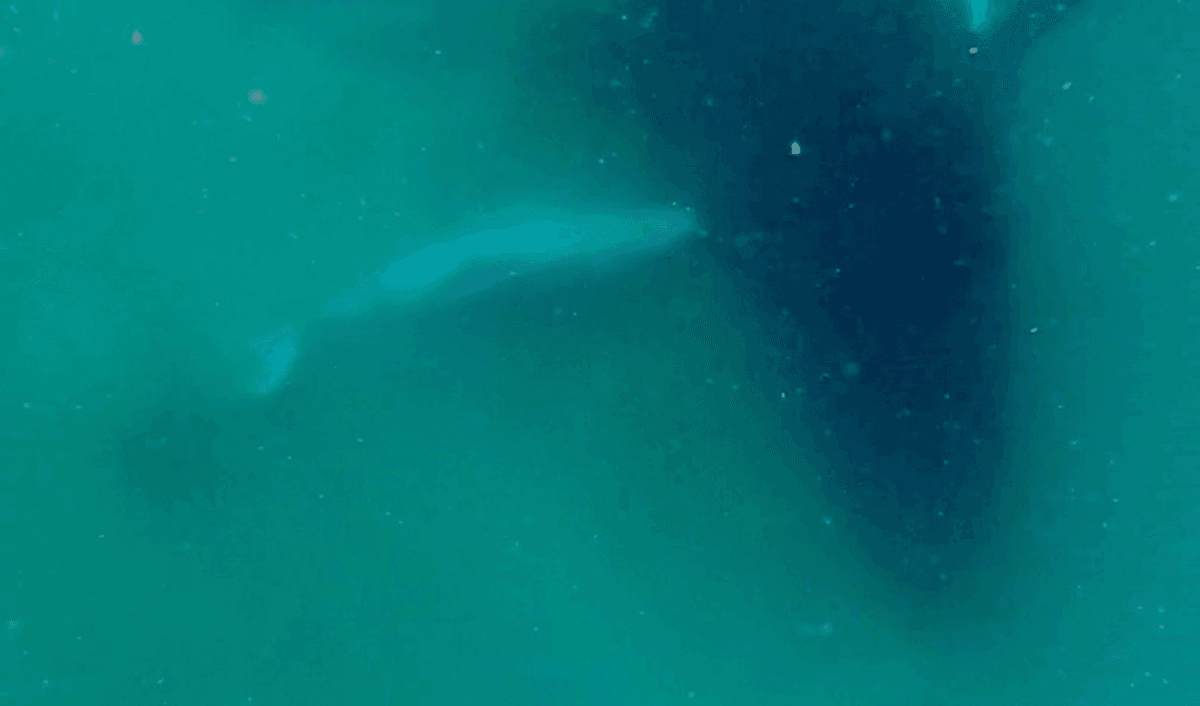 Mother Humpback Whale Seen Apparently Mourning Her Stillborn Calf For The First Time