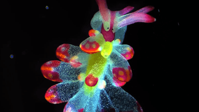 A beautiful rainbow colored sea slug on a black background with pink edges.