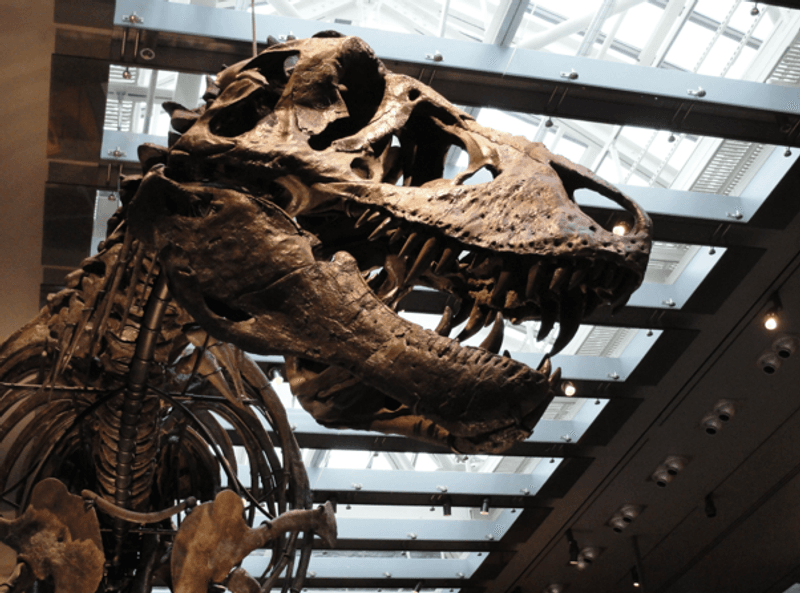 Thomas the T rex looks down on the Natural History Museum of LA County, where humans have found a way to take his body temperature