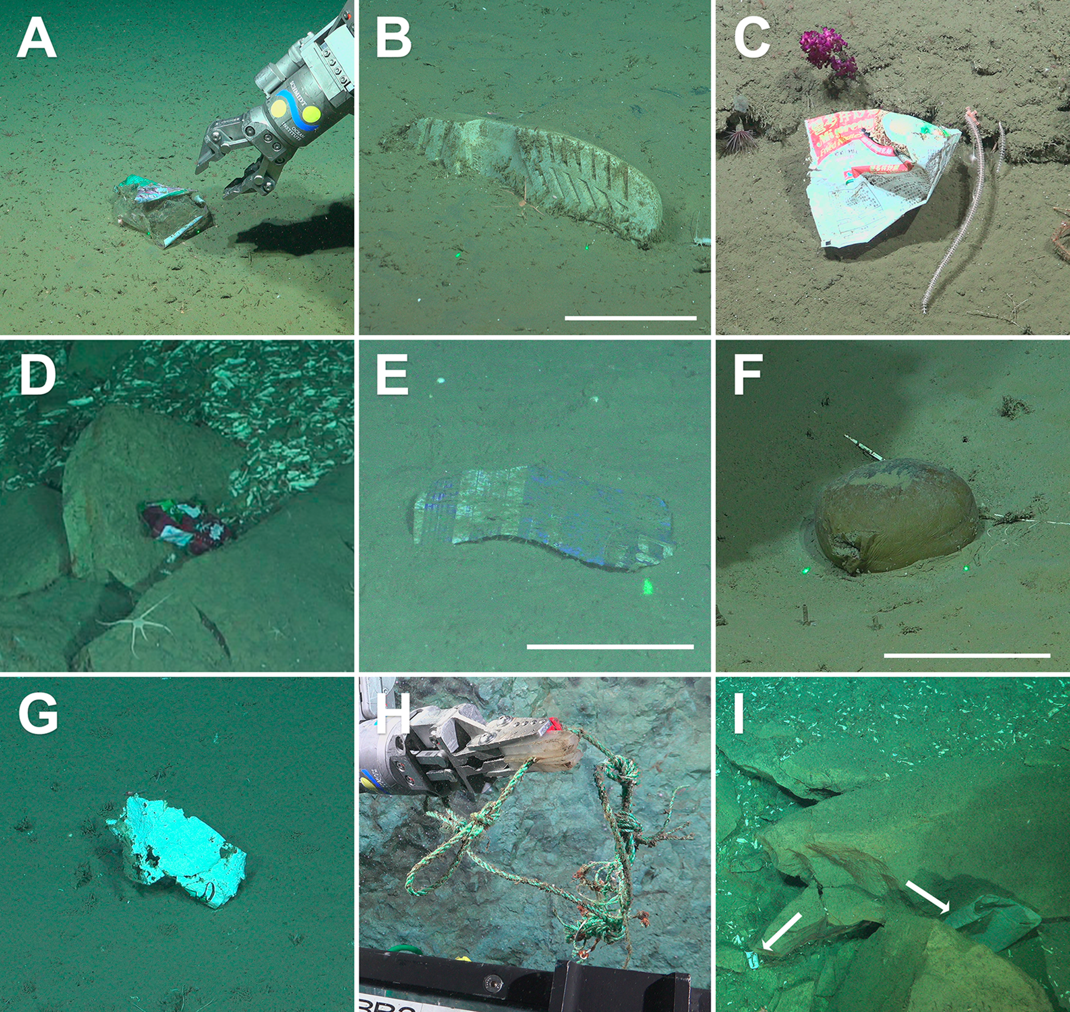 : Examples of deep-sea litter found in the Mar del Plata Submarine Canyon. (A) Medium-sized plastic wrapper, 2,109 m. (B) Rubber boot, 2,598 m. (C) Food wrapper, 1,920 m. (D) Snack wrapper, 3,231 m. (E) Tissue paper wrapper, 3,814 m. (F) Sediment-filled plastic bag, 3,739 m. (G) Highly degraded plastic fragment, 3,709 m. (H) Nylon cord with a hook, 1,949 m. (I) White plastic cup and bag (arrows), 3,243 m. Scale bars: 10 cm. All images courtesy of Schmidt Ocean Institute/ ROV SuBastian (CC BY 4.0), expedition FKt250712. : Examples of deep-sea litter found in the Mar del Plata Submarine Canyon. (A) Medium-sized plastic wrapper, 2,109 m. (B) Rubber boot, 2,598 m. (C) Food wrapper, 1,920 m. (D) Snack wrapper, 3,231 m. (E) Tissue paper wrapper, 3,814 m. (F) Sediment-filled plastic bag, 3,739 m. (G) Highly degraded plastic fragment, 3,709 m. (H) Nylon cord with a hook, 1,949 m. (I) White plastic cup and bag (arrows), 3,243 m. Scale bars: 10 cm. All images courtesy of Schmidt Ocean Institute/ ROV SuBastian (CC BY 4.0), expedition FKt250712.