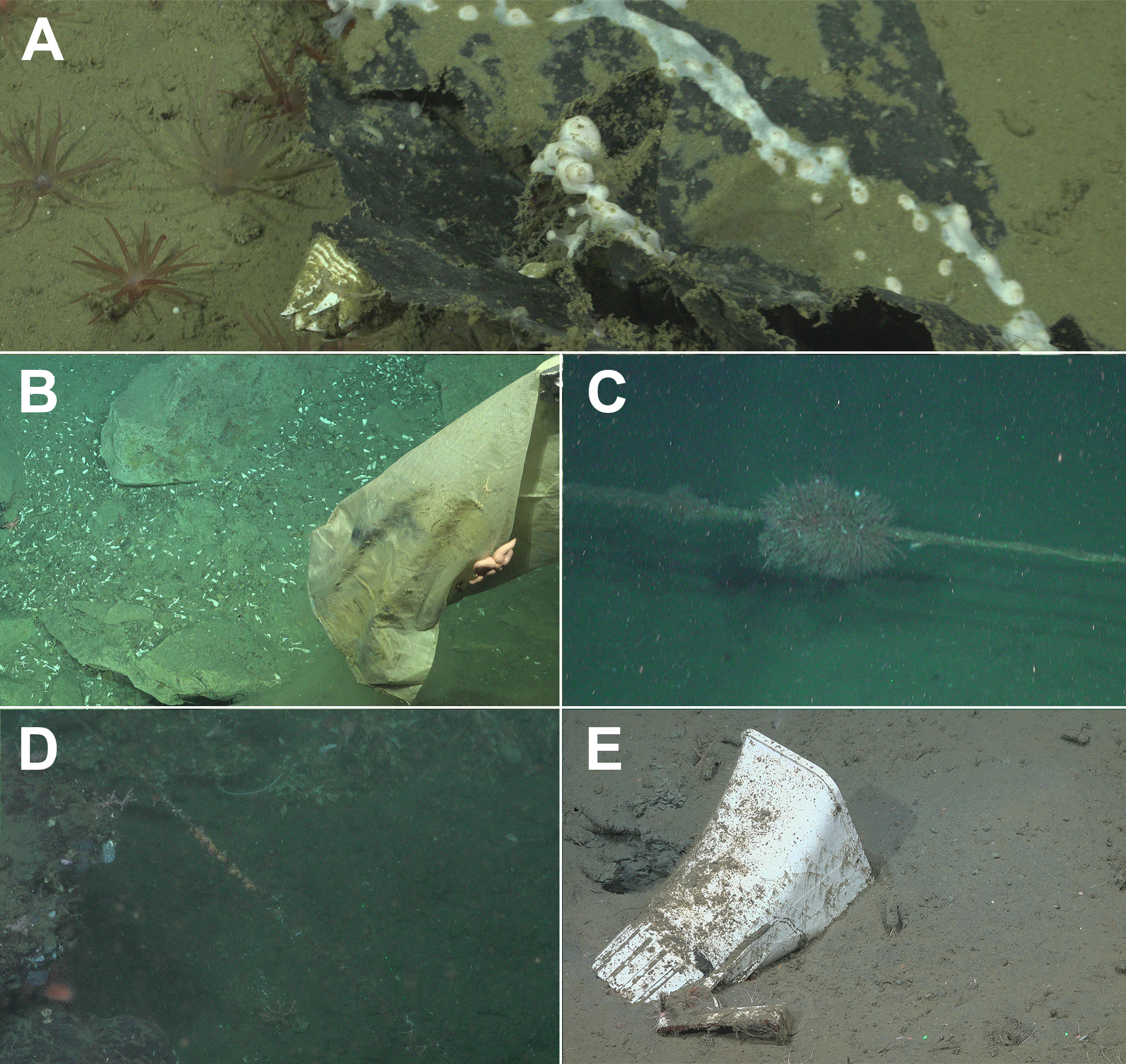 (A) Degraded black plastic sheet, partially buried, with arthropods including Tetrachaelasma southwardi and an octocoral, 2,108 m. (B) Plastic bag with the asteroid Smilasterias sp., 3,243 m. (C) Fishing rope with tubicolous polychaetes, 2,054 m. (D) Nylon filament (probably fishing line) with Anthozoa polyp indet., 1,616 m. (E) White plastic container, partially buried, with the brittle star Ophioplinthus sp. and probable ascidian, 1,764 m. All images courtesy of Schmidt Ocean Institute/ ROV SuBastian (CC BY 4.0), expedition FKt250712. (A) Degraded black plastic sheet, partially buried, with arthropods including Tetrachaelasma southwardi and an octocoral, 2,108 m. (B) Plastic bag with the asteroid Smilasterias sp., 3,243 m. (C) Fishing rope with tubicolous polychaetes, 2,054 m. (D) Nylon filament (probably fishing line) with Anthozoa polyp indet., 1,616 m. (E) White plastic container, partially buried, with the brittle star Ophioplinthus sp. and probable ascidian, 1,764 m. All images courtesy of Schmidt Ocean Institute/ ROV SuBastian (CC BY 4.0), expedition FKt250712.