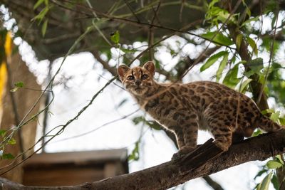 A small spotted cat sits on a branch at a sanctuary.