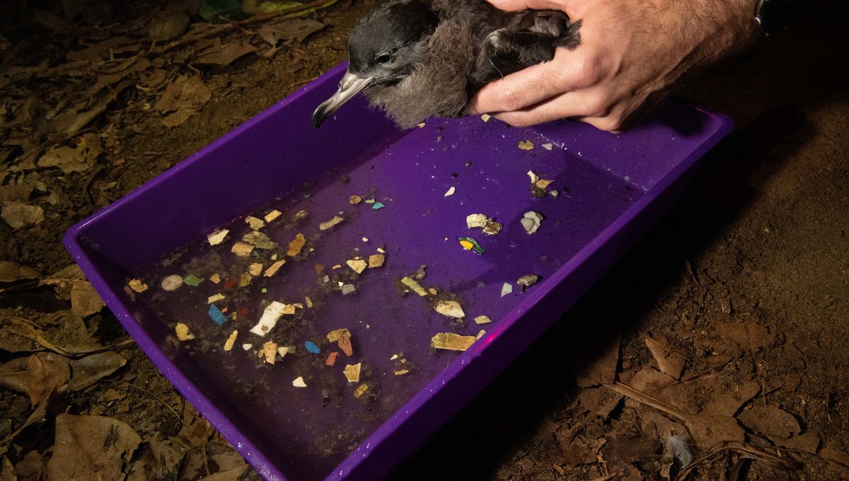 Seabird Found With Record 894 Pieces of Plastic Highlights Growing Ocean Crisis