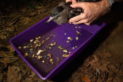 A shearwater chick being held by a pair of hands over a dish that contains chunks of plastic that have been flushed from its stomach. 