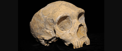 A Neanderthal from Gibraltar