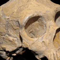 A Neanderthal from Gibraltar