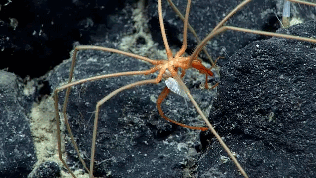 A sea spider moves around with a white amphipod on its legs.