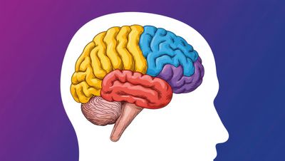 drawing of the brain with the lobes in different colors, inside a white silhouette of a head facing to the right on a purple to dark blue ombre background