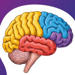 drawing of the brain with the lobes in different colors, inside a white silhouette of a head facing to the right on a purple to dark blue ombre background