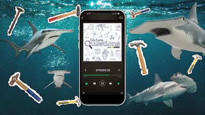 A composite picture of hammerhead sharks and hammers with a mobile phone showing the We Have Questions logo.