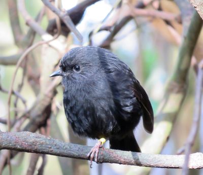 A small black robin sits on a branch with only one leg.