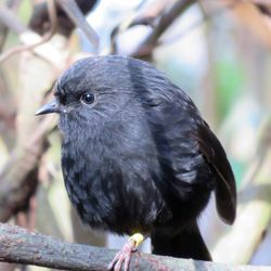 A small black robin sits on a branch with only one leg.
