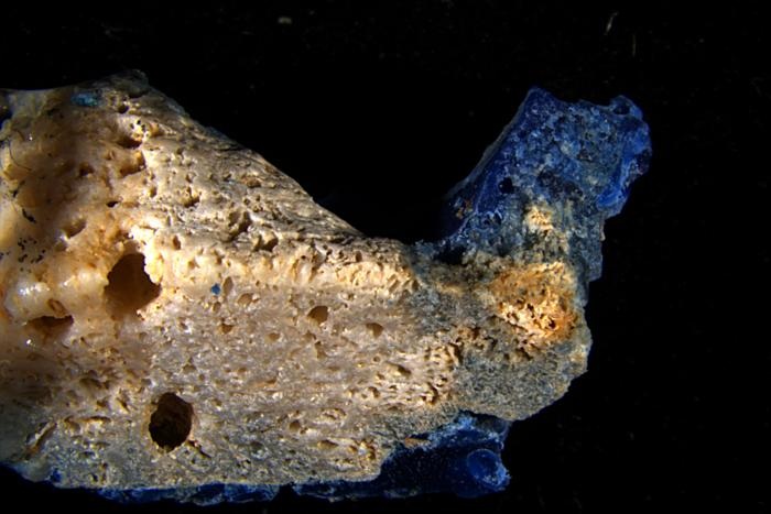 A piece of coral fused with a blue piece of plastic. A piece of coral fused with a blue piece of plastic.