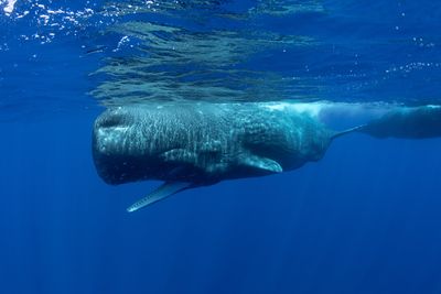 A sperm whale swims just underneath the waters surface with its mouth open.