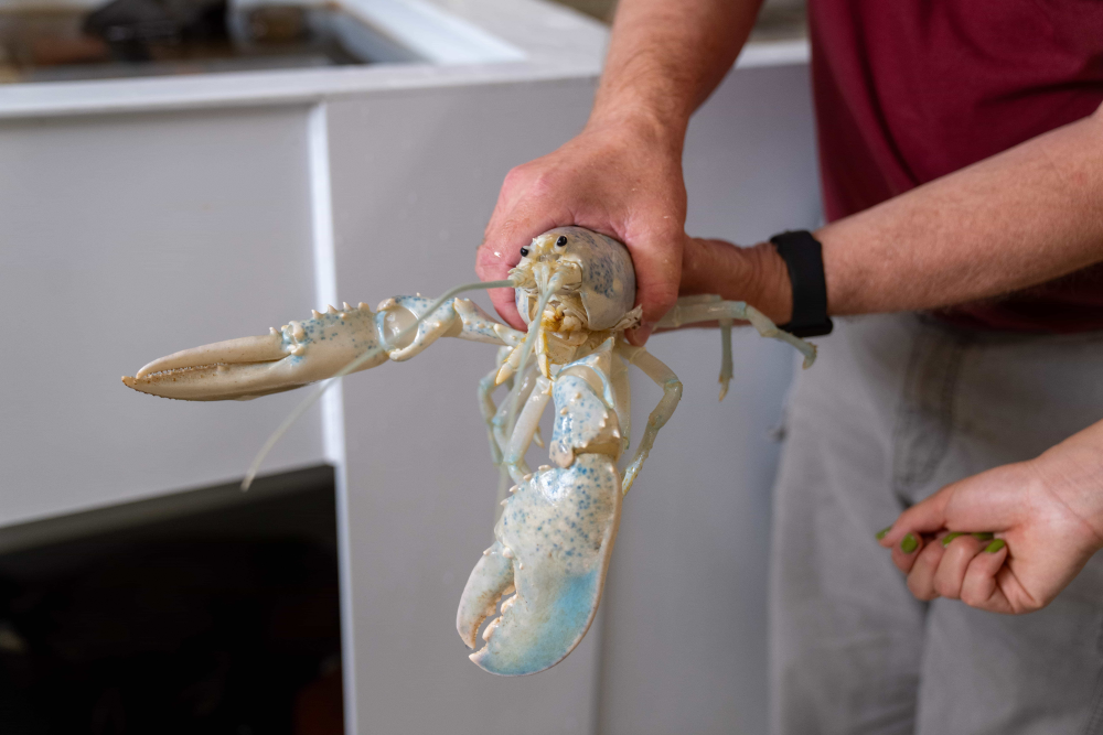 a scientists holds casper the white lobster