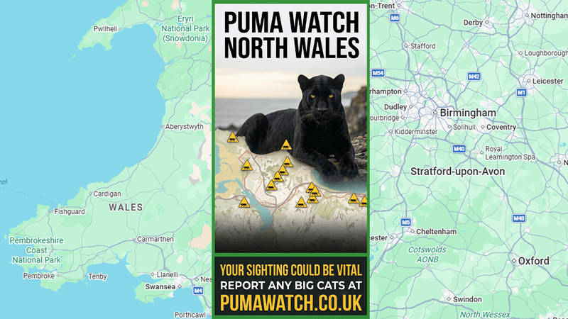A poster asking you to look out for pumas in north Wales, overlayed on a map of Wales.