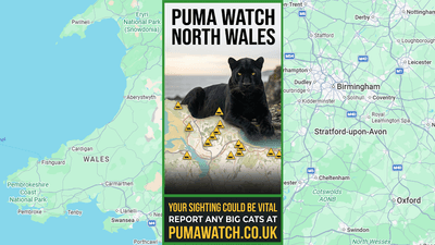 A poster asking you to look out for pumas in north Wales, overlayed on a map of Wales.