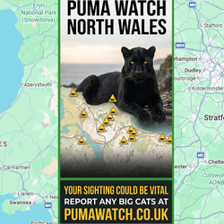 A poster asking you to look out for pumas in north Wales, overlayed on a map of Wales.