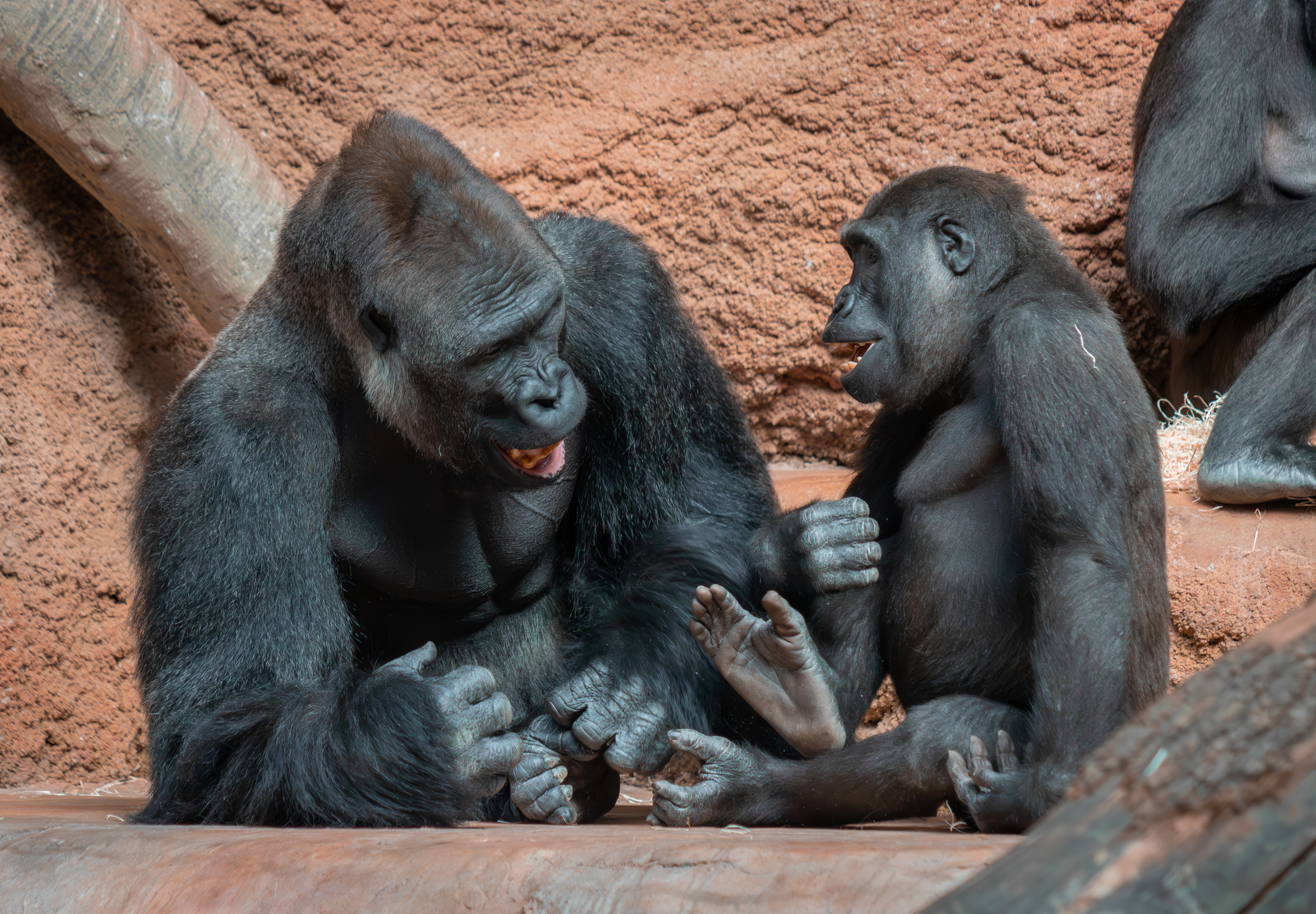 A silverback western lowland gorilla looks to be cracking a joke with a smaller female gorilla. 