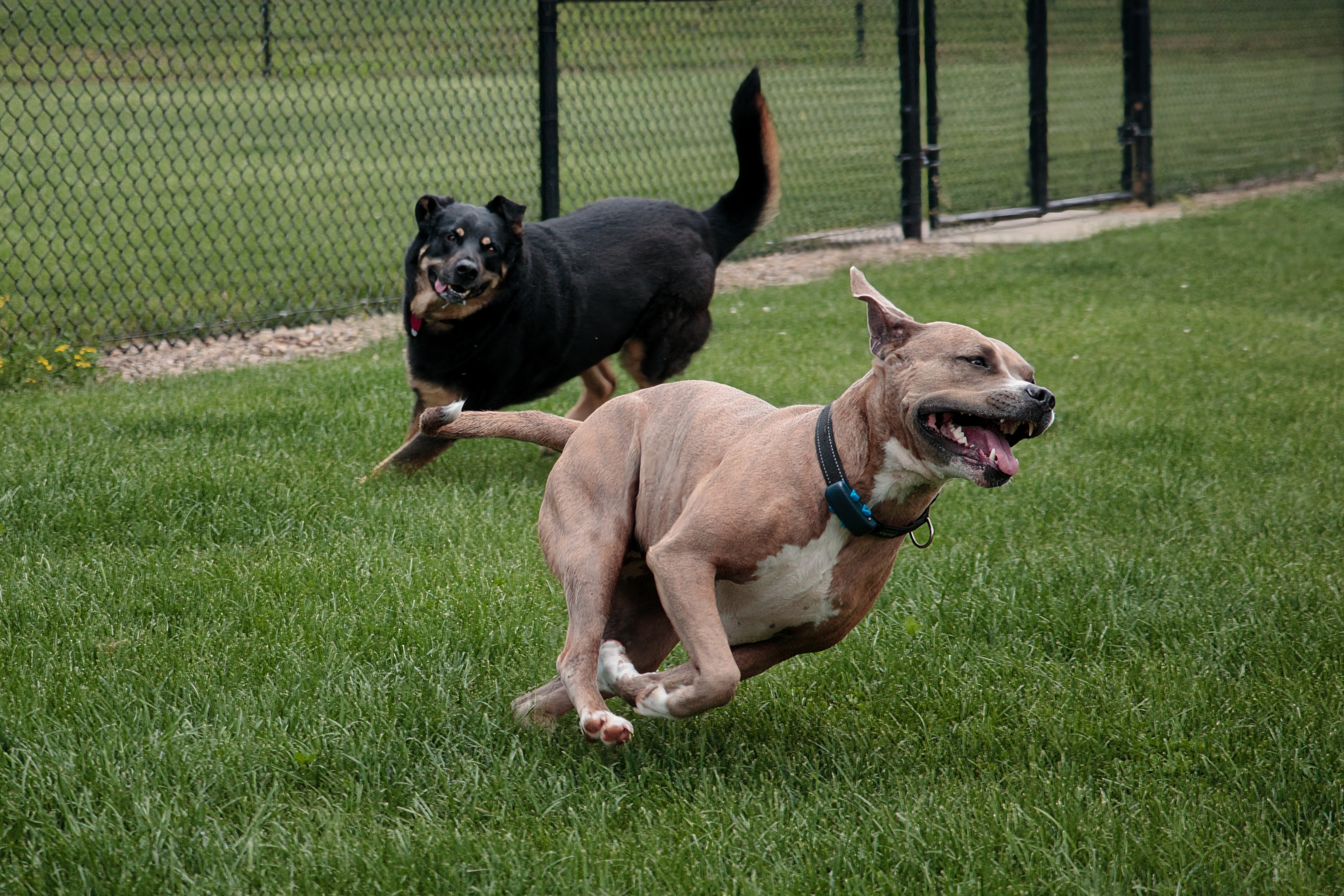 A black dog chasing a brown dog in a green field. 