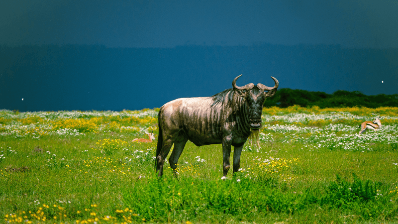 A single wildebeest, seen on Crescent Island.