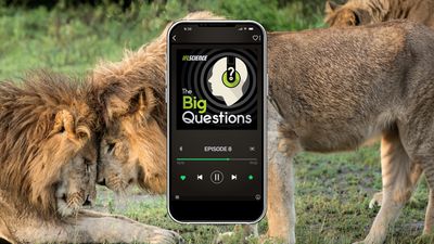 A picture of two male lions rubbing their heads together affectionately, overlaid with the image of mobile phone showing The Big Questions logo.