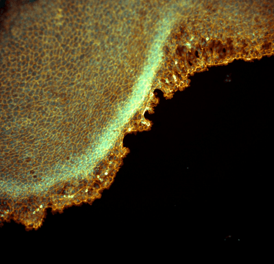 Antarctic spiny plunderfish cell culture