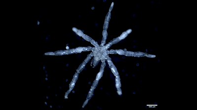 top down view of a pretty sea spider, looks a bit like a snowflake