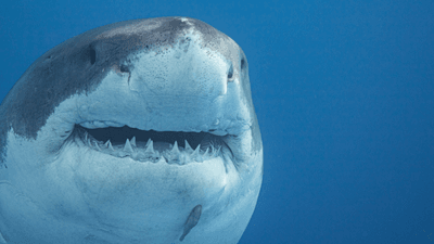 close up of a great white shark, it has pointy teeth